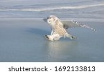 Snowy owl (Bubo scandiacus) prepares to land on an ice covered pond in Ottawa, Canada