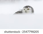 Snowy owl (Bubo scandiacus), sitting in the snow, animal portrait, captive, Sumava National Park, Bohemian Forest, Czech Republic, Europe