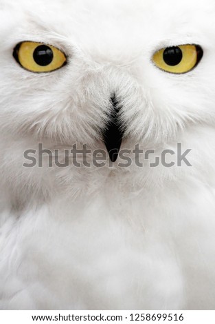 Snowy owl face III