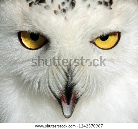 Similar – Snowy owl face III