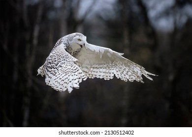great white owls
