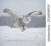 A snowy owl in flight is a breathtaking sight, showcasing its striking white plumage contrasted against a clear blue sky. 