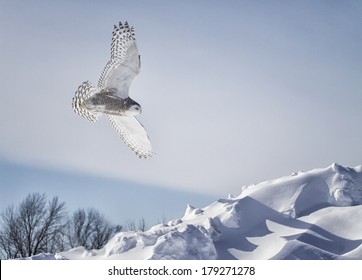 Snowy Owl in flight.  Winter in Minnesota.