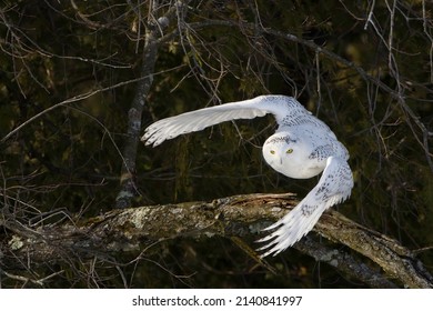 Snowy Owl Flying From Forest Edge