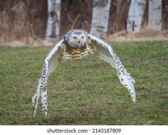 Snowy Owl Flying Low With Wings Down