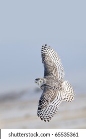 Snowy Owl flying over the snow covered  winter tundra or grassland prairies with a background of blue sky