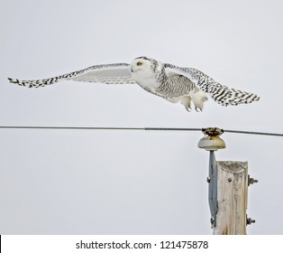 Snowy Owl Flying From Pole