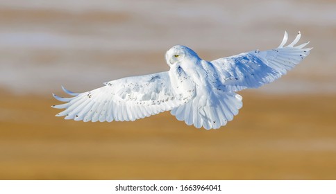 Snowy Owl Foraging In The Snow