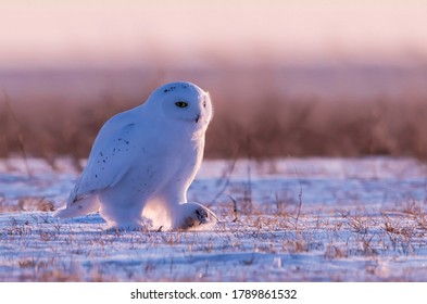 Snowy Owl Foraging In The Snow