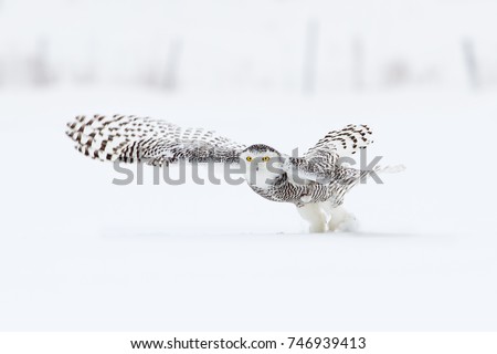 Snowy owl isolated on white background prepares to takeoff and hunt over a snow covered field in Ottawa, Canada