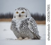 The Snowy Owl is a large, majestic bird with striking white plumage, often speckled with dark spots or bars. Native to the Arctic regions, it is well adapted to cold environments. This owl has bright 