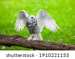 Snowy Owl (lat. Bubo scandiacus)
