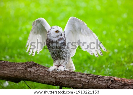 Similar – Image, Stock Photo Snowy owl Nature Animal