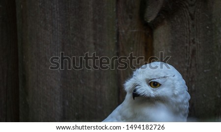 The snowy owl (Latin: Bubo scandiacus) is a large, white owl of the true owl family. Bird like Hedwig from Harry Potter series. Estonia, North Europe.
