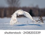 Snowy Owl looking to camera 