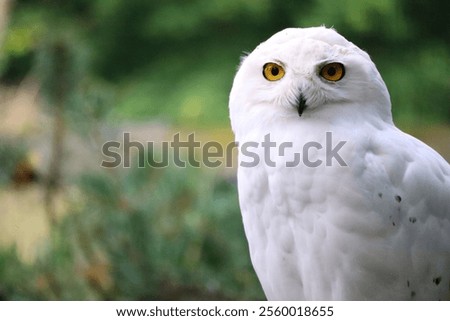 A snowy owl looking into the camera in a zoo