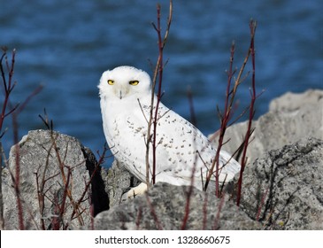 A Snowy Owl Looks On At The Buffalo, NY Waterfront 