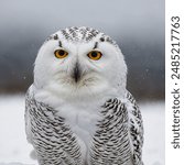 The Snowy Owl is a majestic and distinctive owl species native to the Arctic tundra and other cold regions of North America, Europe, and Asia. Known for its striking white plumage, which provides 