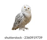 snowy owl (Nyctea scandiaca) isolated on a white background