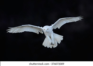 Snowy owl, Nyctea scandiaca, white rare bird flying in the dark forest, winter action scene with open wings, Canada.