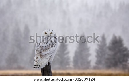 Snowy Owl on Fence Post in Winter Canada