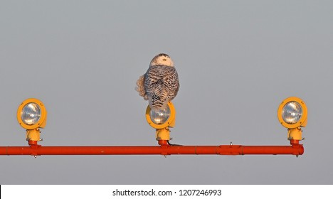 Snowy Owl On Runway Lights