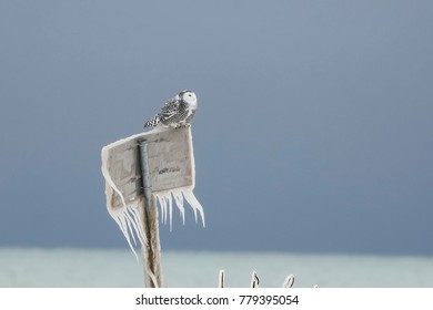 Snowy owl on the shore of the lake Michigan in Wisconsin