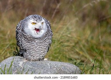 A Snowy Owl With An Open Beak Sitting On A Stone In A Field During The Day