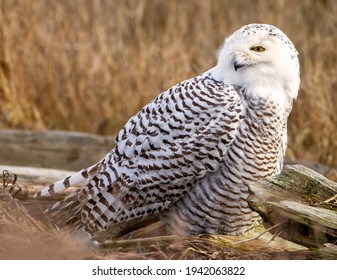 Snowy Owl Perched On Driftwood At Boundary Bay