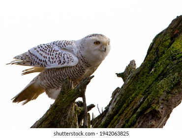 Snowy Owl Perched On Driftwood At Boundary Bay