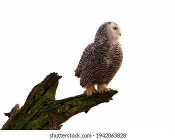 Snowy Owl Perched On Driftwood At Boundary Bay