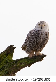 Snowy Owl Perched On Driftwood At Boundary Bay