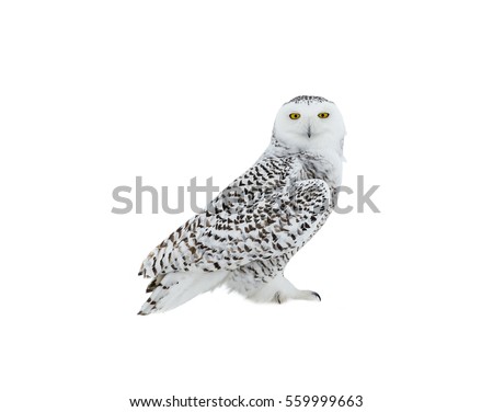 Snowy Owl Perched on Snow on White Background, Isolated