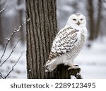  a snowy owl perched on a tree branch