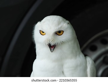 A Snowy Owl Perches On A Branch With Its Beak Open