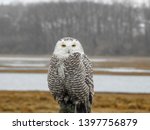 Snowy Owl posing along the salt marshes of Parker River National Wildlife Refuge.