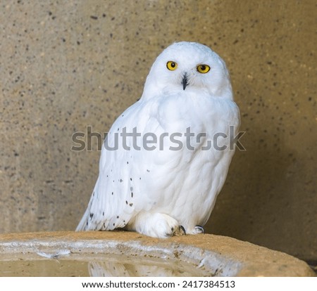 Snowy owl posing for the camera.