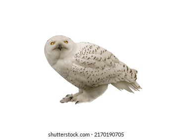 Snowy owl with prey in paws isolated on white background