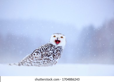 Snowy Owl Sitting On The Snow In The Habitat. Cold Winter With White Bird. Wildlife Scene From Nature, Manitoba, Canada. Owl On The White Meadow, Animal Behaviour. Bird With Open Bill.