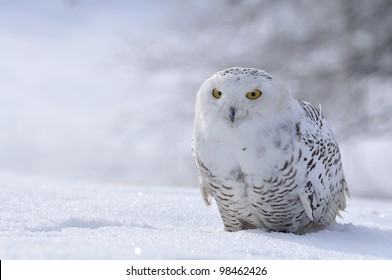 Snowy Owl Sitting On The Snow