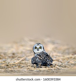 Snowy Owl In The Snow