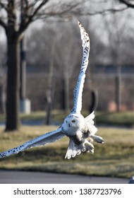 A Snowy Owl Takes To The Sky At The Buffalo, NY Waterfront.