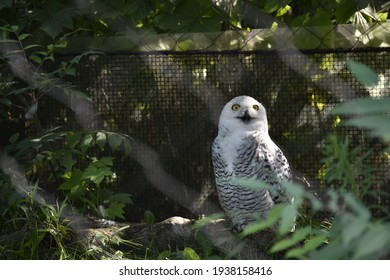 Snowy Owl At The Toronto Zoo