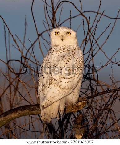 A snowy owl in winter