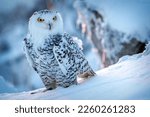 snowy owl in winter on snow