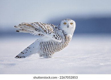 snowy owl, Owl, winter, snow, harfang des neiges, 