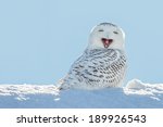 Snowy owl yawning, which makes it look like it