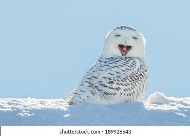 Snowy owl yawning, which makes it look like it's laughing. Copy space to left. - Powered by Shutterstock