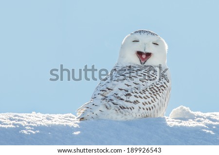 Snowy owl yawning, which makes it look like it's laughing. Copy space to left.