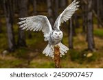 Snowy owls Bubo scandiacus is a monotypical species of owl in the family Strigidae.